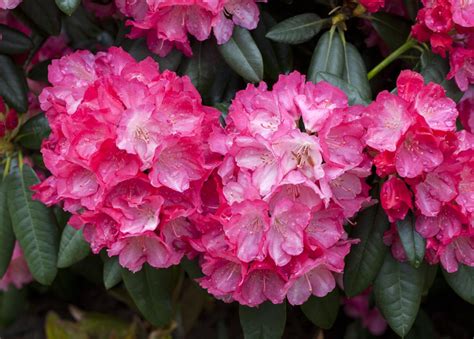 Rhododendron Yakushimanum Fantastica Rhododendren G Rtnerei Schliebener