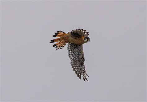 Kestrel flying | BirdForum