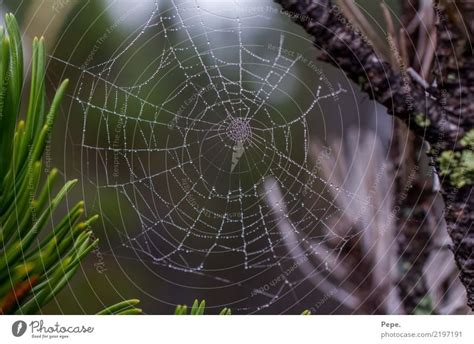 Spiders Web With Rope A Royalty Free Stock Photo From Photocase