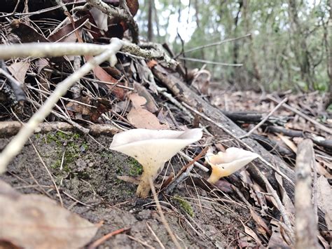 Ghost Fungus From Marlow NSW 2775 Australia On May 5 2024 At 02 41 PM