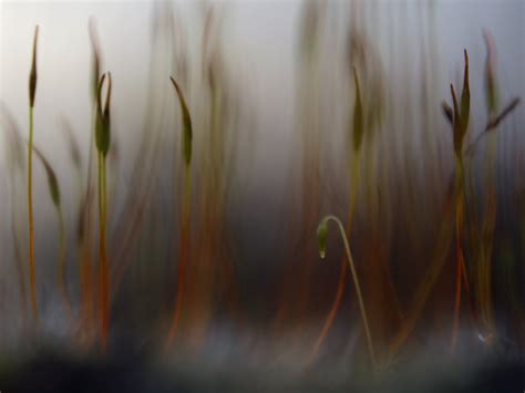 Wallpaper Sunlight Abstract Water Nature Closeup Moss Green