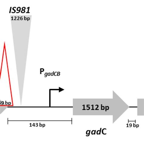 Schematic Representation Of Genetic Organization Of The Gad Genes I E