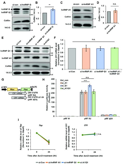 HnRNP Q And HnRNP A1 Regulates The Translational Activity Of Cfl1 MRNA