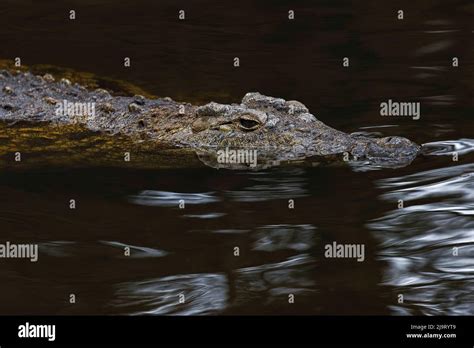 Saltwater Crocodile Crocodylus Porosus Florida Stock Photo Alamy