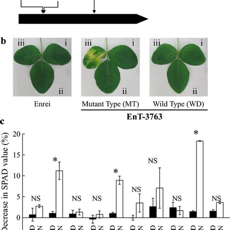 Map Based Cloning Of Bzn 1 In Soybean Abzn 1 Locus Was Initially