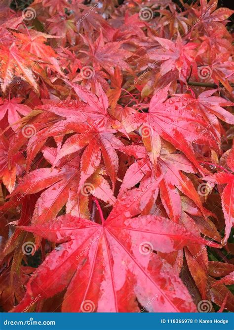 Japanese maple autumn stock photo. Image of fall, maple - 118366978