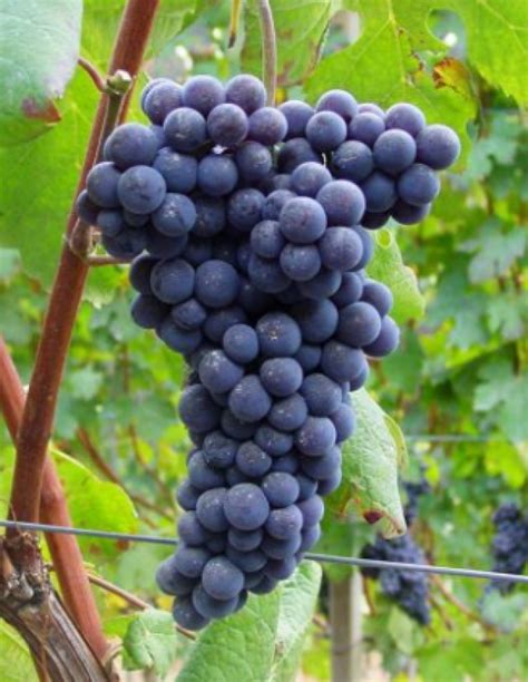 Buy Nebbiolo - Grafted Grape Vines For Sale | Double A Vineyards