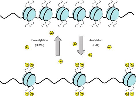 Epigenetics copy1 on emaze