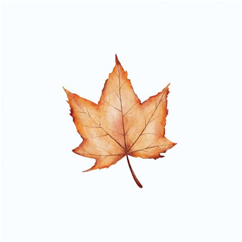 Premium Vector | Watercolor autumn maple leaves isolated