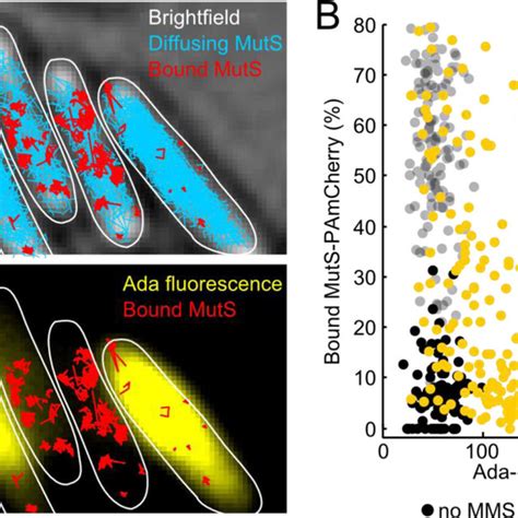 Increased Binding Of Mismatch Recognition Protein MutS In Cells With