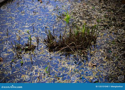 Thalia Dealbata Fraser Aquatic Plants In Ponds Stock Photo Image Of