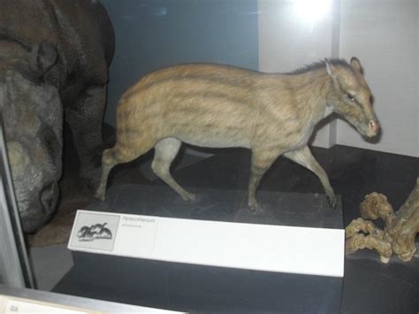 lost beasts, Hyracotherium. Taxidermy reconstruction from the...