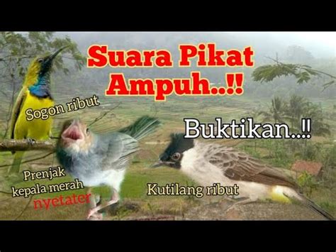 Suara Pikat Kutilang Ribut Kombinasi Burcil Paling Ampuh Youtube