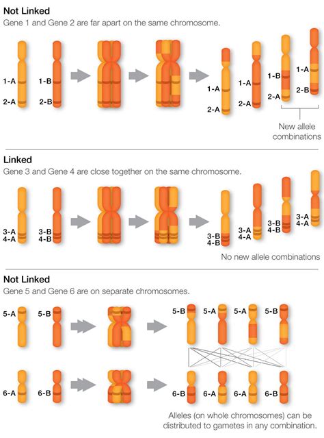 Genetic Linkage