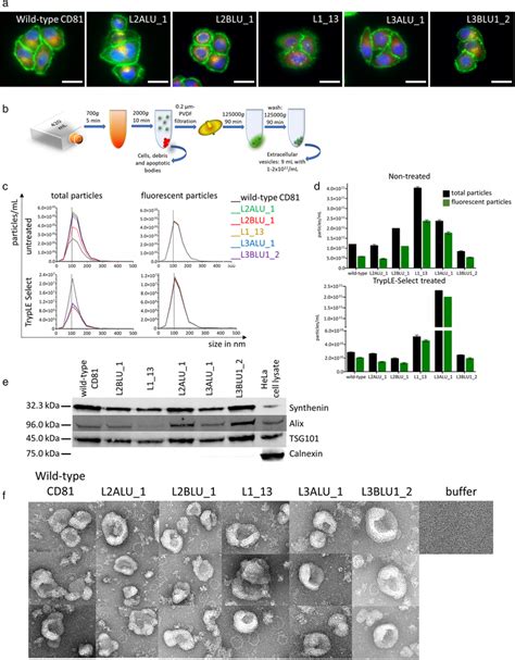 Production Of Evs Expressing Antigen Binding Cd Variants A Hela