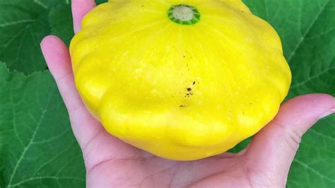 Pattypan Squash Harvest And Hand Pollination Youtube