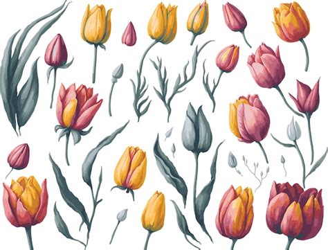 Premium Vector Watercolor Tulips Clipart Set Realistic Floral