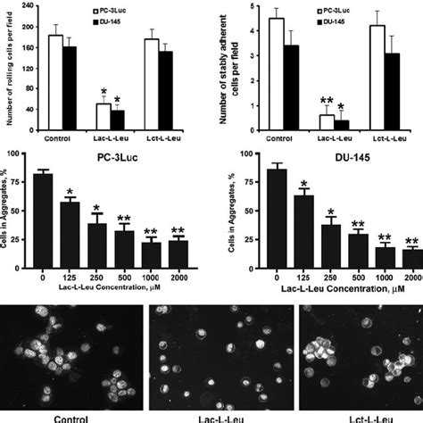 Inhibition Of PC 3Luc And DU 145 Metastasis Associated Adhesive