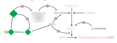 Fibrinolysis Diagram Quizlet