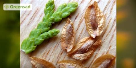 Уход за туей: как ухаживать после посадки, удобрение для туи осенью ...