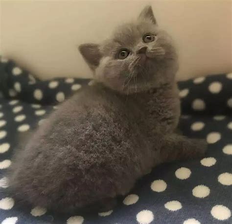 British Shorthair For Sale By Certified British Shorthair Breeder Price