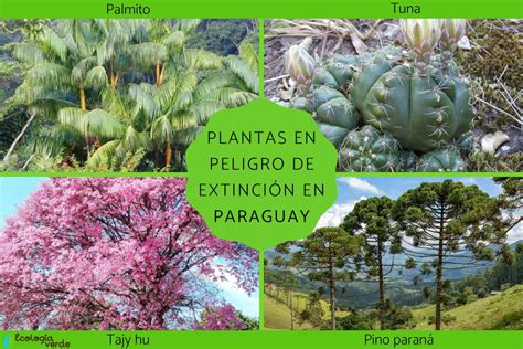 80 plantas en peligro de extinción en Paraguay Nombres y conservación