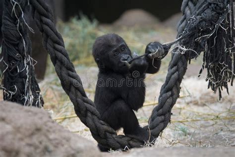 Baby Gorilla Playing in a Zoo Stock Photo - Image of funny, born: 113670402