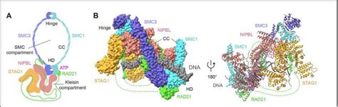 protein complex creative biostructure