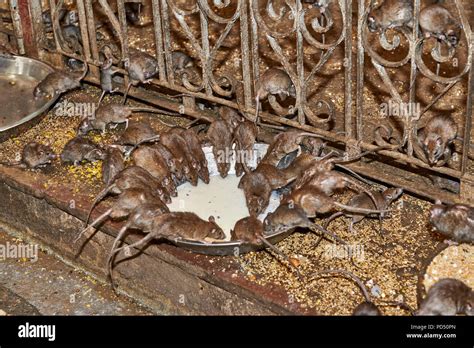 Rats Feeding On A Bowl With Milk In Temple Of Rats Karni Mata Temple