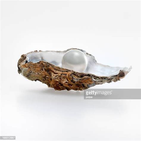 Pearl In Shell Fotografías E Imágenes De Stock Getty Images