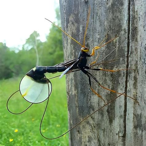 Giant Black Ichneumonid Wasp Kerhonkson Ny Usa Megarhyssa Atrata