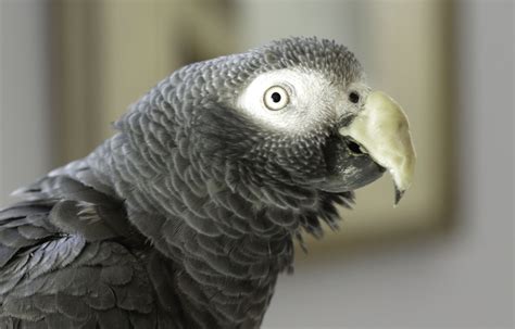 Rescue Unwanted And Abandoned Companion Birds Globalgiving