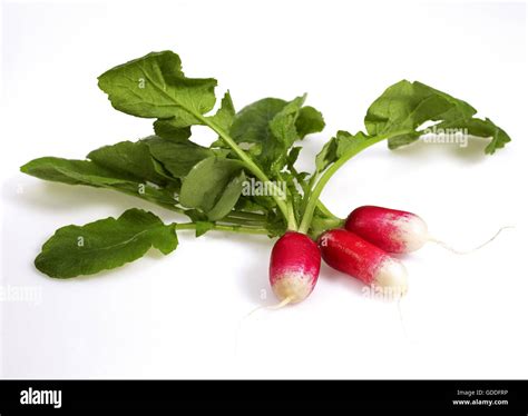 Pink Radish Raphanus Sativus Against With Background Stock Photo Alamy