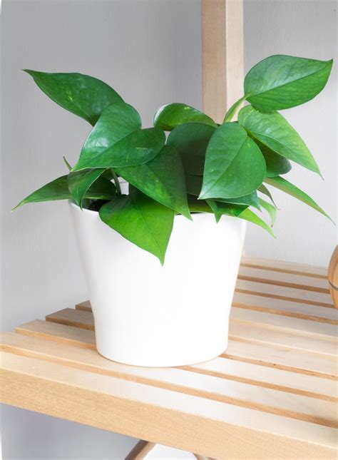 Pothos-Plant-Propagation-1 - By Brittany Goldwyn | Live Creatively