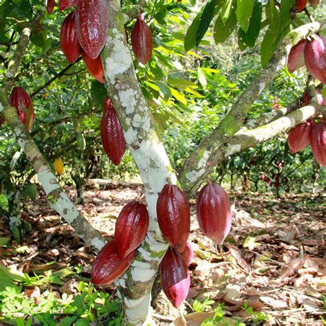 Theobroma Care (Watering, Fertilize, Pruning, Propagation) - PictureThis