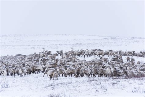 Watch the mass migration of Canadian reindeer