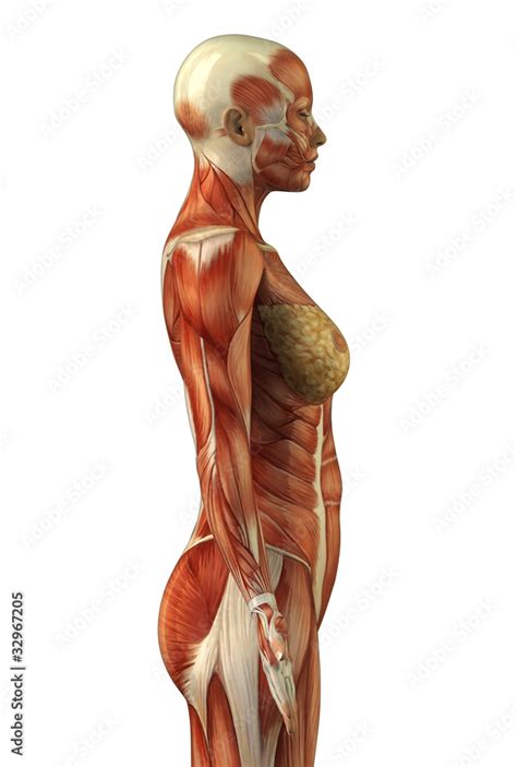 Anatomy of female muscular system Stock Photo | Adobe Stock