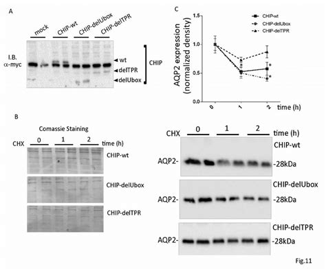 Chip Dependent Aqp Degradation In Cells Expressing Chip Deltpr The