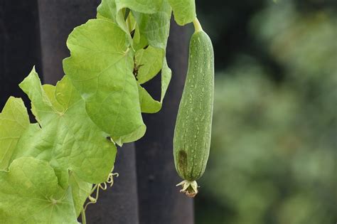 How To Grow Ridge Gourd From Seed To Harvest Wal Pencil