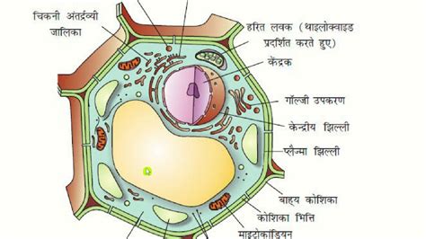 CELL Structure Its Function NCERT YouTube