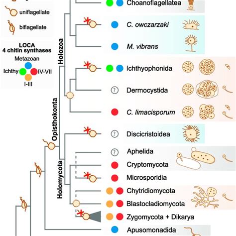 Phylogeny And Cell Biology Of Opisthokonts A Phylogenetic Tree Based