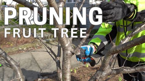 Tree Pruning Fruit Tree Youtube