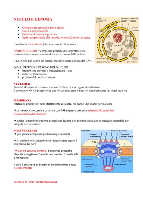 Nucleo E Genoma Nucleo E Genoma Componente Essenziale Nella Cellula