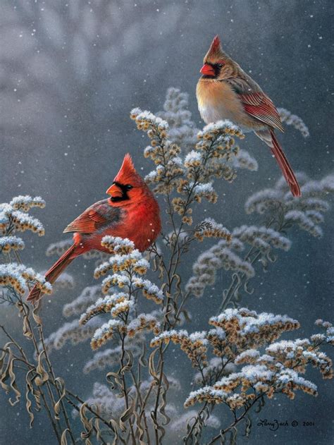 108 best images about Birds - Cardinals on Pinterest | The birds ...