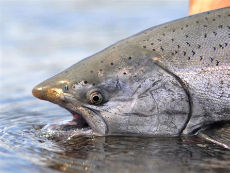 Salmon Fishing Season Canceled for Most of West Coast - Perishable News