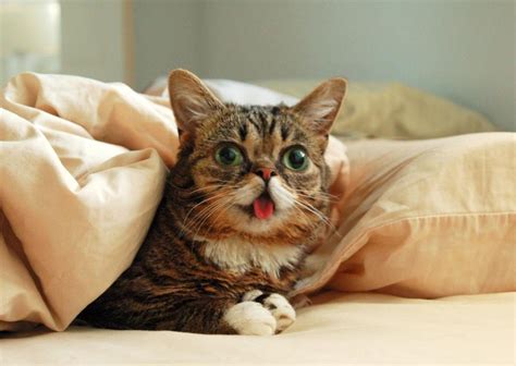 Lil Bub Cats Bub The Cat Exotic Shorthair Cat