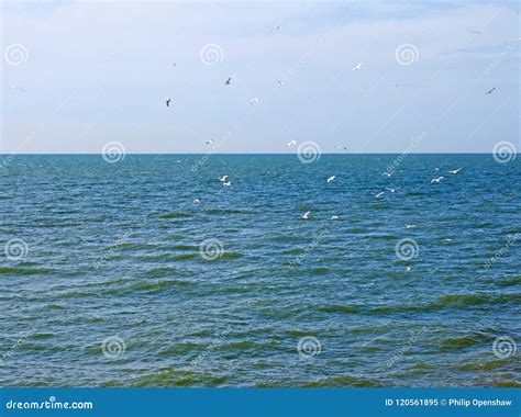 Flock Of Seagulls Flying Over A Calm Deep Blue Sunlit Sea With Bright