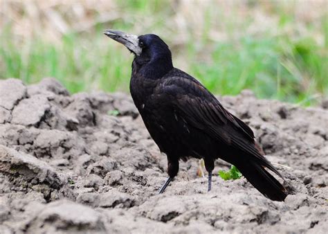 Молодые грачи (68 фото) - красивые фото и картинки pofoto.club