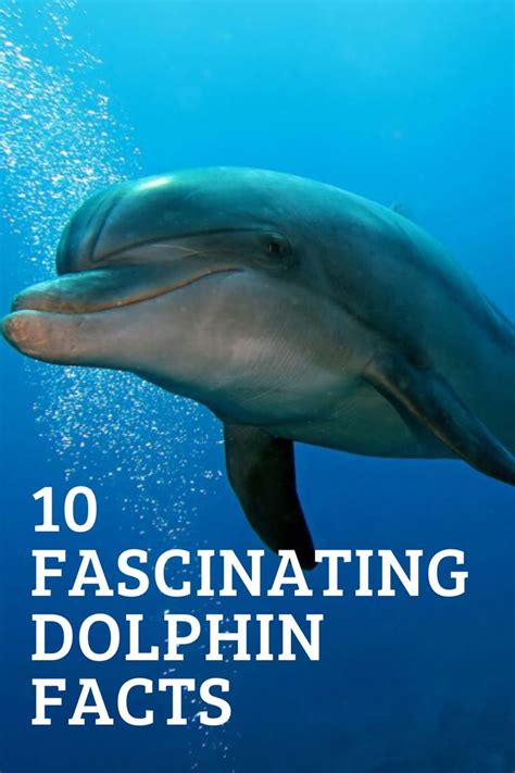 10 Fascinating Dolphin Facts