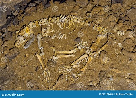 Bones of a Cave Bear Skeleton. Cave Bear Skeleton. Ursus Spelaeus ...